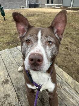 Husky and Shepherd Dogs Available for Adoption - Tarrence | PetCurious