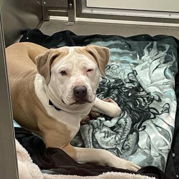 Mixed Breed Dogs Available for Adoption - Dutch | PetCurious