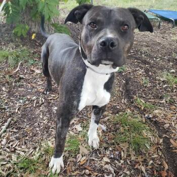 American Staffordshire Terrier and Mixed Breed Dogs Available for Adoption - Maximus | PetCurious