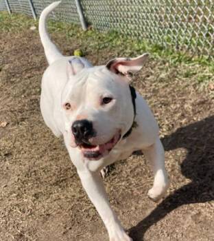 Rescue Pit Bull Terrier Dogs for Adoption in Virginia Beach, Virginia - 176153 Colgate | PetCurious