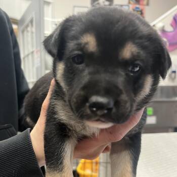 Mixed Breed Dogs Available for Adoption in Bismarck, North Dakota - Bella | PetCurious