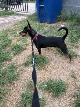Arlo -  Miniature Pinscher Dog for Adoption in Marlboro Township, New Jersey - Arlo | PetCurious