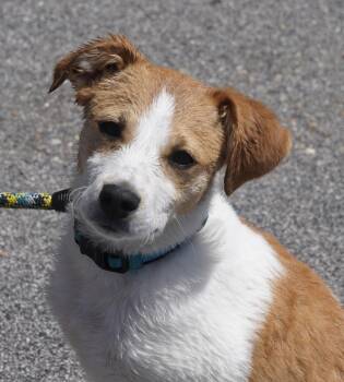 Barry -  Jack Russell Terrier Dog for Adoption in Pottsville, Pennsylvania - Barry | PetCurious