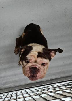 Grove 2(Hoover)(Tango) -  English Bulldog Dog for Adoption in Mocksville, North Carolina - Grove 2(Hoover)(Tango) | PetCurious