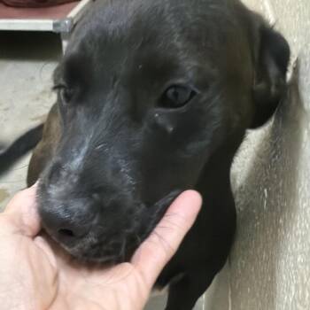 Smith -  Labrador Retriever Dog for Adoption in Palestine, Texas - Smith | PetCurious
