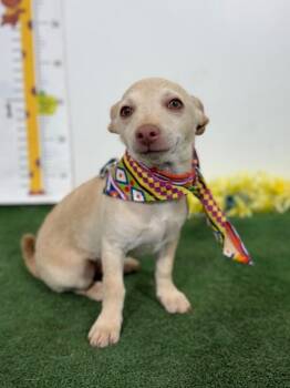 Chihuahua and Dachshund Dogs Available for Adoption in Carlsbad, California - Percy-One Of Our Amazing Rescue Dogs | PetCurious
