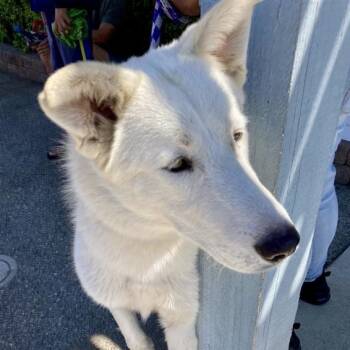 Rescue Husky Dogs for Adoption in Hawthorne, California - Garlic | PetCurious