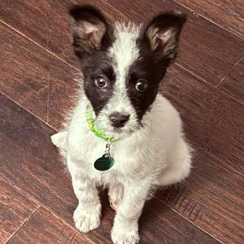 Taylor -  Mixed Breed Dog for Adoption in Buffalo, Minnesota - Taylor | PetCurious