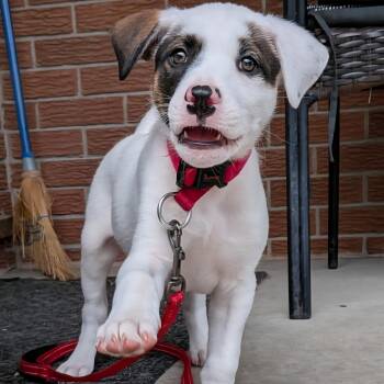 Benji -  Labrador Retriever Dog for Adoption in Brantford, Ontario - Benji | PetCurious