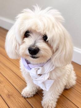 VIOLET -  Maltese and Poodle Dog for Adoption in Pomona, California - VIOLET | PetCurious