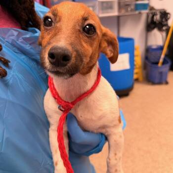 Jack -  Jack Russell Terrier Dog for Adoption in Philadelphia, Pennsylvania - Jack | PetCurious