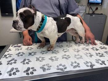 Pit Bull Terrier Dogs Available for Adoption - Mona | PetCurious