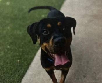 Mixed Breed Dogs Available for Adoption in Daytona Beach, Florida - Gilbert - 1 | PetCurious