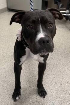 Phoebe (in foster) -  Pit Bull Terrier and Mixed Breed Dog for Adoption in Fishers, Indiana - Phoebe (in Foster) | PetCurious