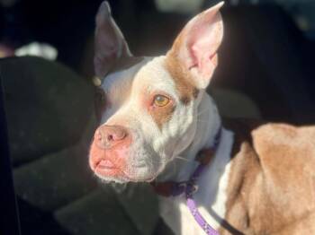 Boston Terrier Dogs Available for Adoption - Trixie | PetCurious