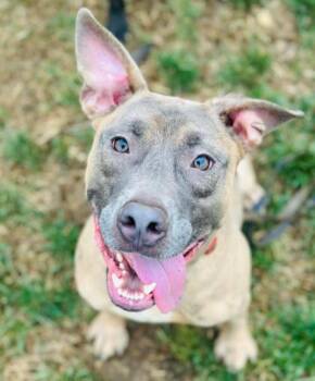 Rescue Mixed Breed Dogs for Adoption in West Chester, Pennsylvania - Hardi | PetCurious
