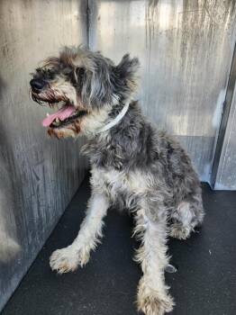 SAM -  Schnauzer Dog for Adoption in San Antonio, Texas - SAM | PetCurious