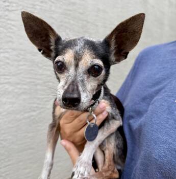 Rescue Chihuahua Dogs for Adoption in Carson City, Nevada - Harley | PetCurious