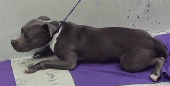 SPIKE -  Staffordshire Bull Terrier and Mixed Breed Dog for Adoption in Houston, Texas - SPIKE | PetCurious