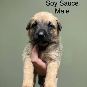 Soy Sauce -  Mixed Breed Dog for Adoption in Springboro, Ohio - Soy Sauce | PetCurious