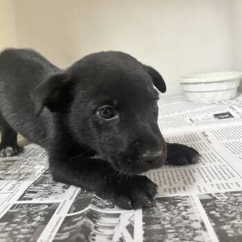 Little Fella -  Black Labrador Retriever and Australian Cattle Dog Blue Heeler Dog for Adoption in Birmingham, Alabama - Little Fella | PetCurious