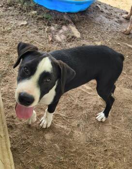 Mark -  Mixed Breed Dog for Adoption in Lawrenceburg, Tennessee - Mark | PetCurious