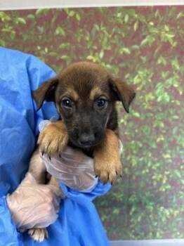 Martin -  Shepherd and Mixed Breed Dog for Adoption in San Antonio, Texas - Martin | PetCurious