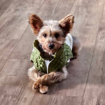 Rescue Yorkshire Terrier Dogs for Adoption in Sinking Spring, Pennsylvania - Brookie | PetCurious