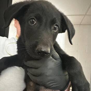 Petrie -  Mixed Breed Dog for Adoption in Gadsden, Alabama - Petrie | PetCurious