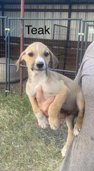 Rescue Mountain Cur and Hound Dogs for Adoption in Uxbridge, Massachusetts - Teak | PetCurious