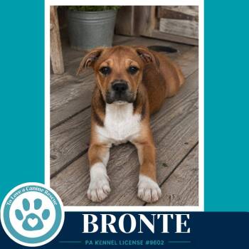Bronte (B Buds) 082926 -  American Bulldog Dog for Adoption in Kimberton, Pennsylvania - Bronte (B Buds) 082926 | PetCurious