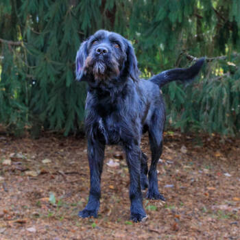 Rescue Black Labrador Retriever and Poodle Dogs for Adoption in Versailles, Kentucky - Gravy | PetCurious