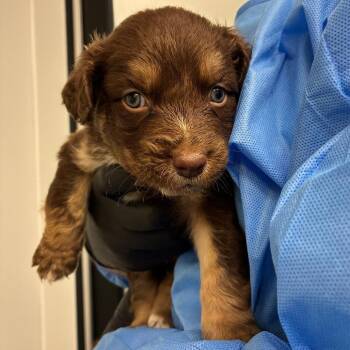Lemon -  Australian Shepherd and Mixed Breed Dog for Adoption in Portland, Oregon - Lemon | PetCurious