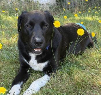 Luna -  Labrador Retriever and Cattle Dog Dog for Adoption in Eastsound, Washington - Luna | PetCurious
