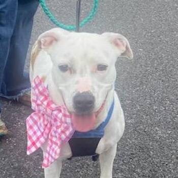 Boxer Dogs Available for Adoption in Andover, Massachusetts - Lucy Diamond | PetCurious