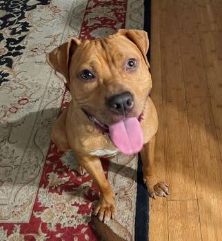 Esquire -  Pit Bull Terrier Dog for Adoption in Bowie, Maryland - Esquire | PetCurious