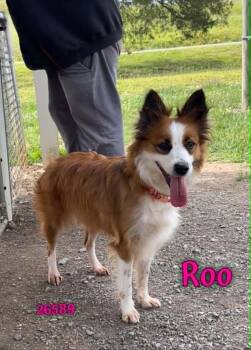 Roo -  Australian Shepherd Dog Available for Adoption in Oak Ridge, Tennessee - Roo | PetCurious