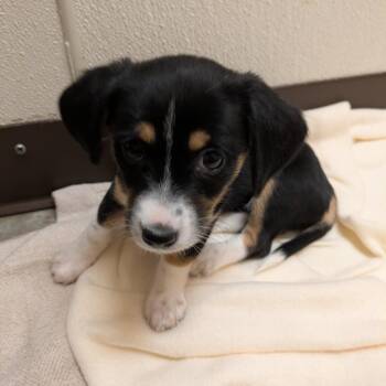 Violet -  Mixed Breed Dog for Adoption in Fulton, Texas - Violet | PetCurious