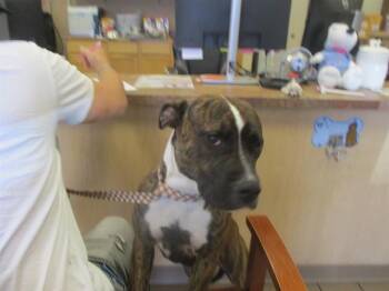 Staffordshire Bull Terrier Dogs Available for Adoption in Ocala, Florida - A380842 | PetCurious