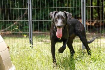 Rescue Shepherd and Black Labrador Retriever Dogs for Adoption in Fosters, Alabama - REAPER | PetCurious