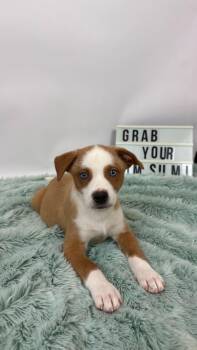 Spring Roll -  Cattle Dog and Husky Dog for Adoption in Phoenix, Arizona - Spring Roll | PetCurious