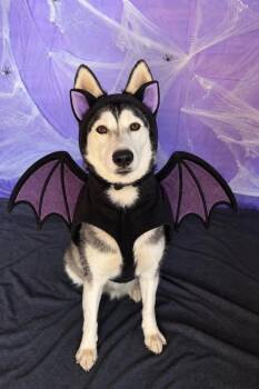Jasmine -  Siberian Husky Dog for Adoption in Chickasha, Oklahoma - Jasmine | PetCurious