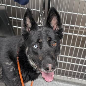 German Shepherd Dog Dogs Available for Adoption - Mila | PetCurious