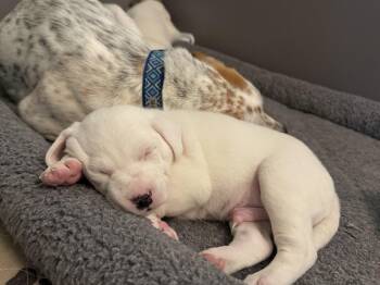 Weslee (Lee Litter) -  Australian Cattle Dog Blue Heeler and Great Pyrenees Dog for Adoption in New Albany, Ohio - Weslee (Lee Litter) | PetCurious