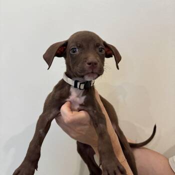 Kitty Pawry -  Mixed Breed Dog for Adoption in Las Vegas, Nevada - Kitty Pawry | PetCurious