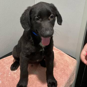 Black Labrador Retriever Dogs Available for Adoption - Teddie | PetCurious