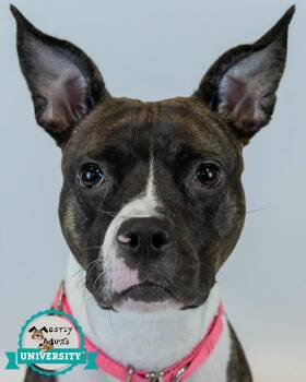 Boxer and Bulldog Dogs Available for Adoption in Kennesaw, Georgia - Rockette | PetCurious