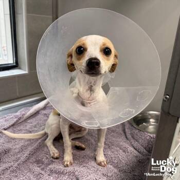 Nina -  Chihuahua Dog for Adoption in Washington, District Of Columbia - Nina | PetCurious