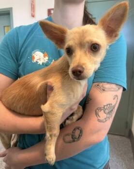 Chihuahua Dogs Available for Adoption - Chia Seed | PetCurious