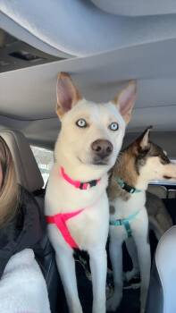 Siberian Husky Dogs Available for Adoption - Snow White | PetCurious